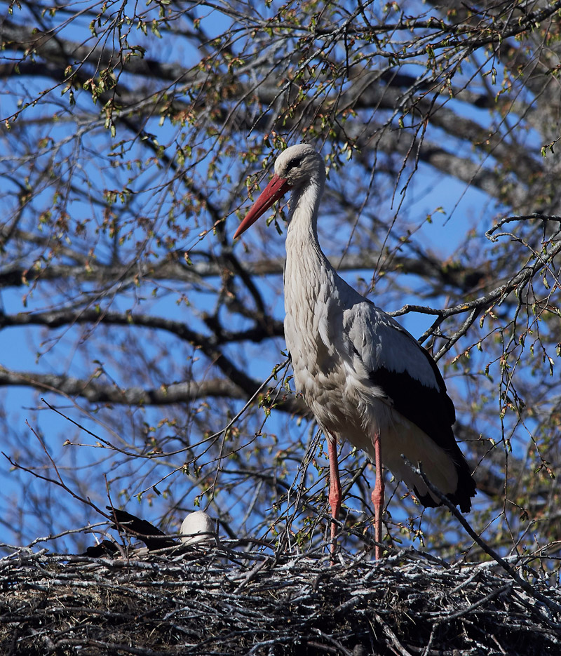 WhiteStork05173