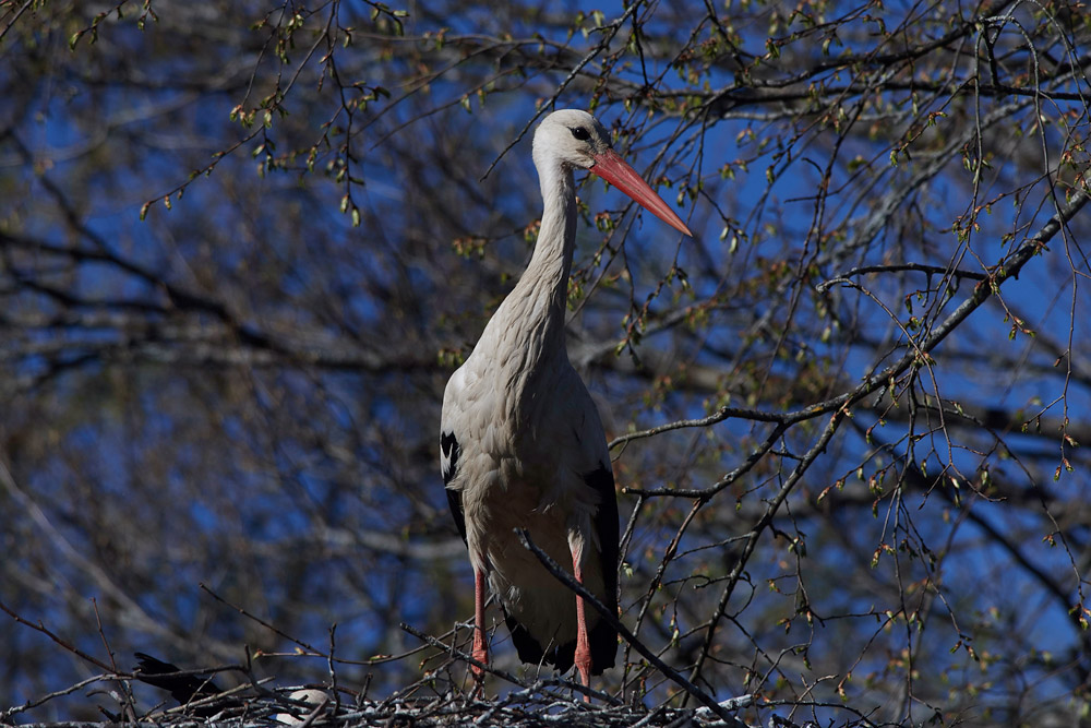 WhiteStork05175