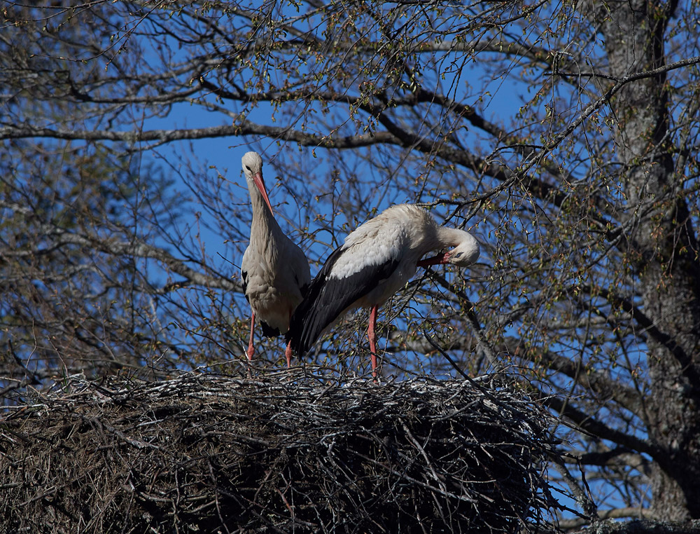 WhiteStork05176