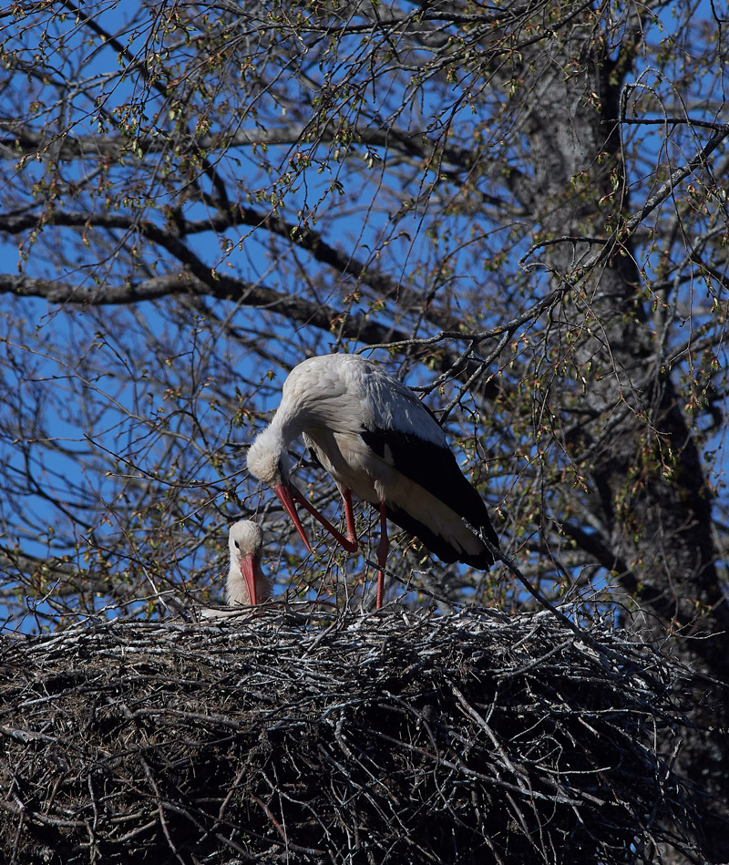 WhiteStork05177