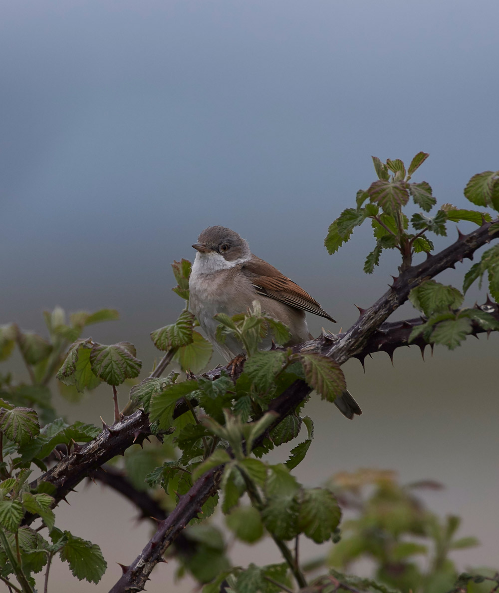 Whitethroat3004171