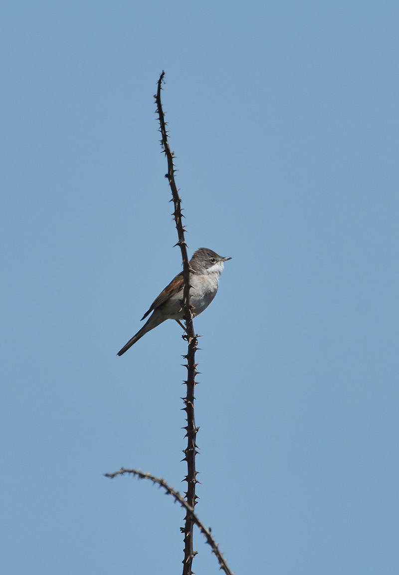 Whitethroat3004173