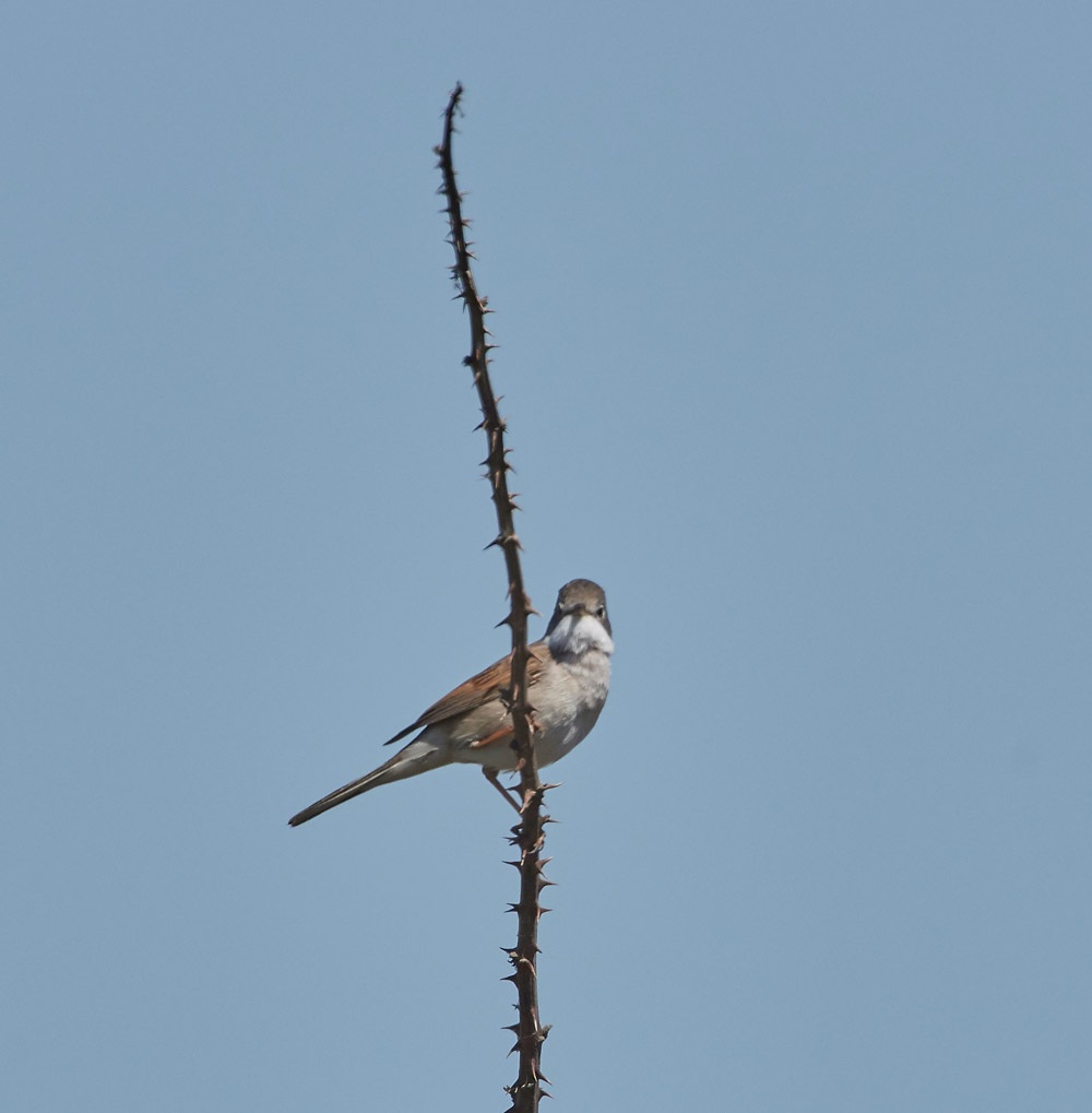 Whitethroat3004174