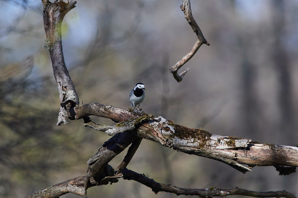 WhiteWagtail05175