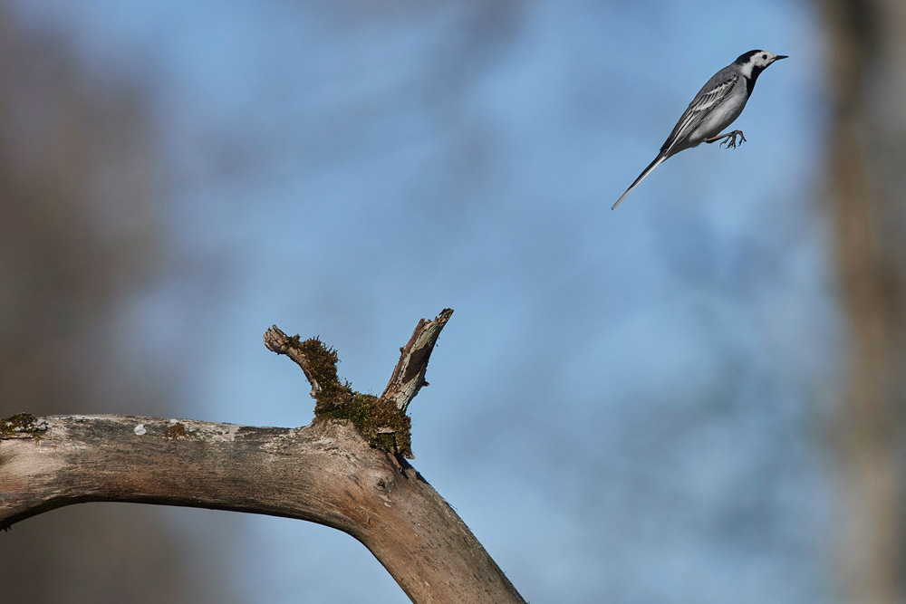 WhiteWagtail05178