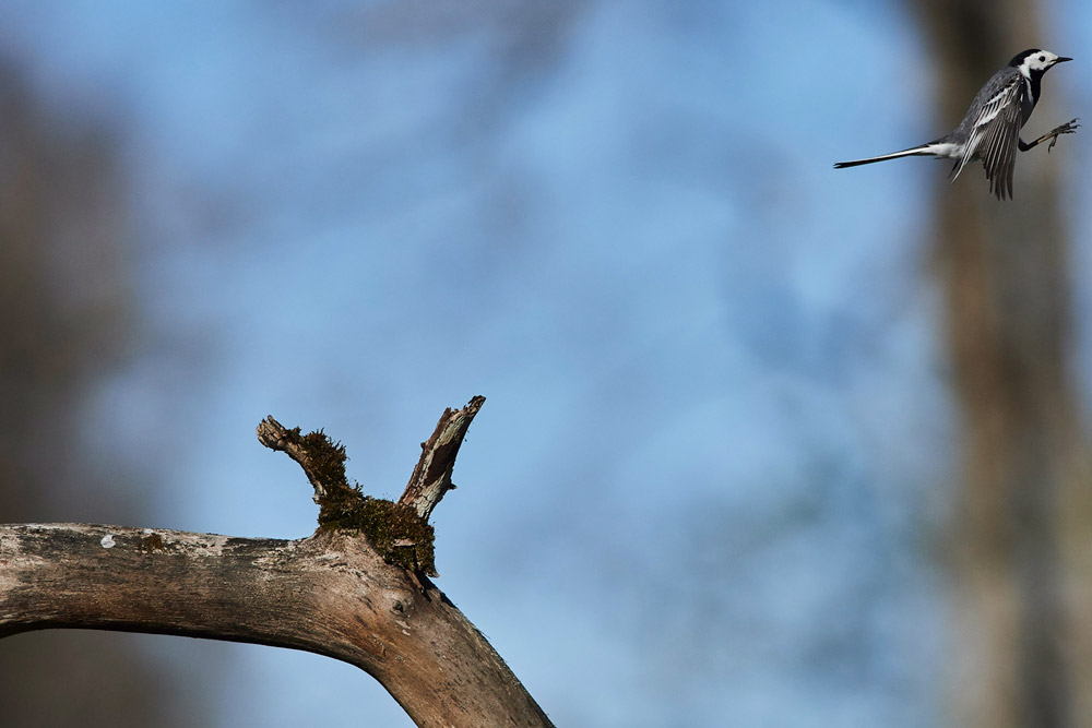 WhiteWagtail05179