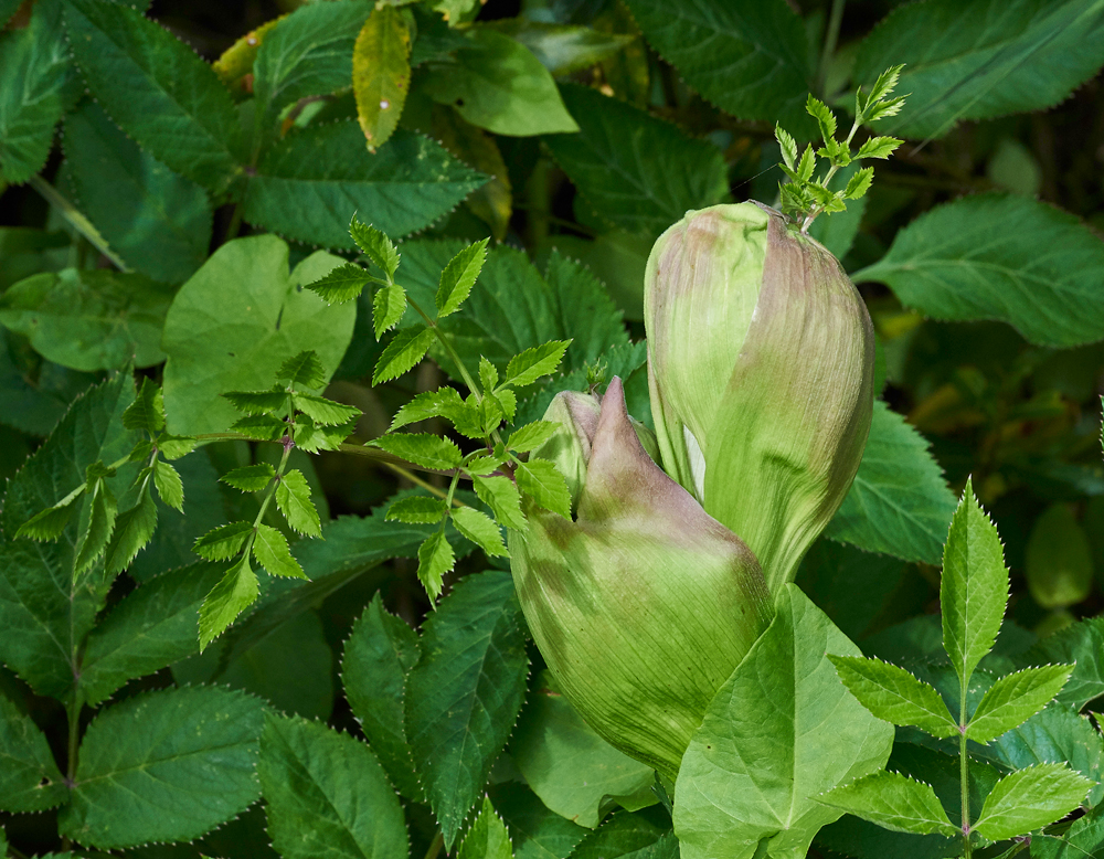 WildAngelica050817-1