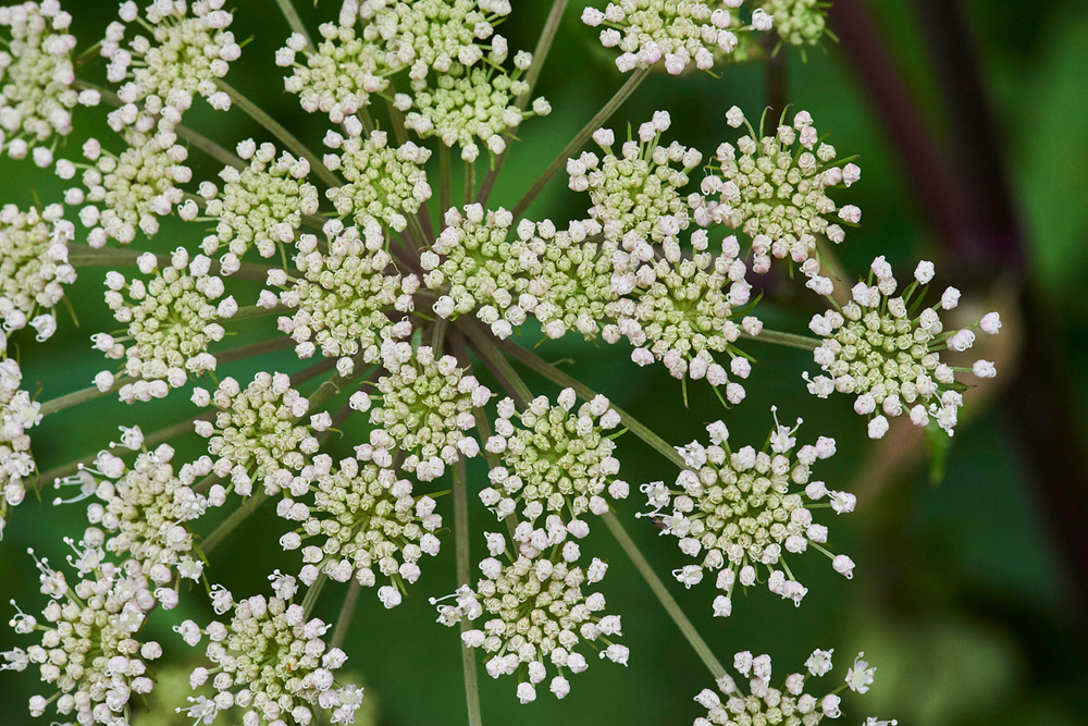 WildAngelica150817-6