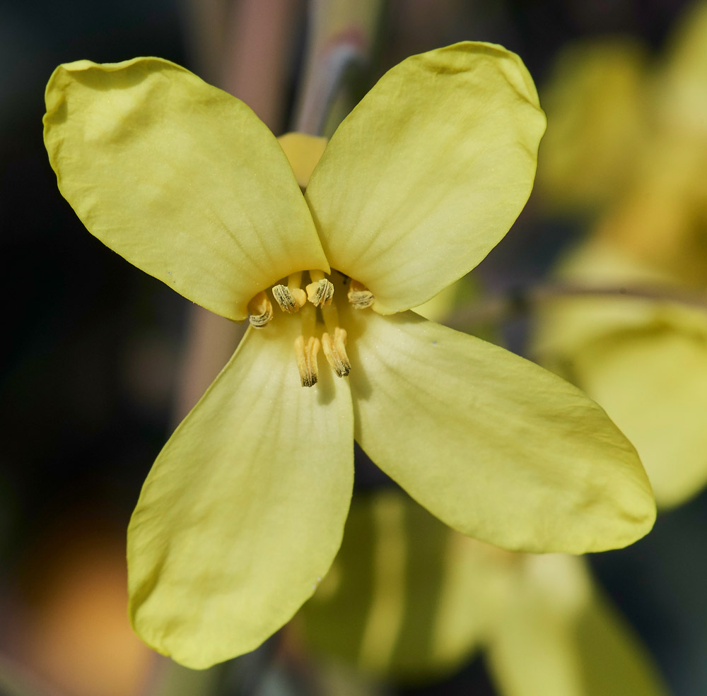 WildCabbage3004171