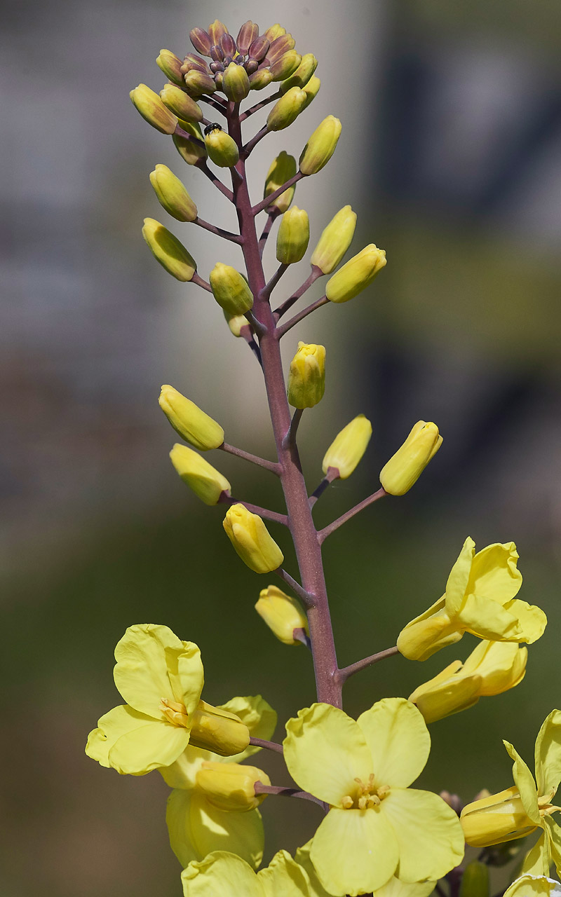 WildCabbage30041710