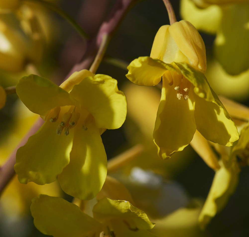 WildCabbage30041711