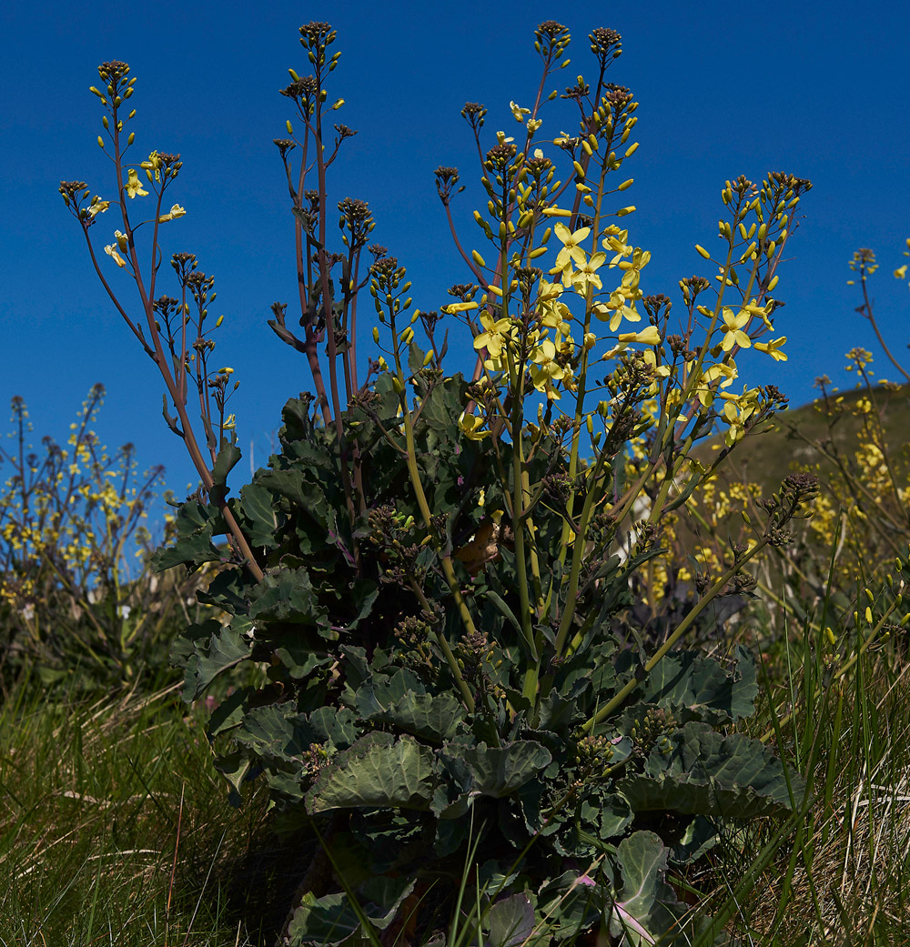 WildCabbage30041713