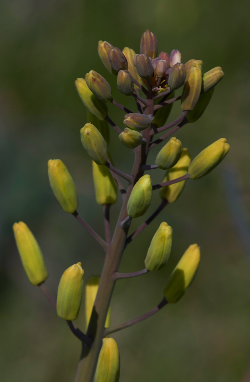 WildCabbage3004172