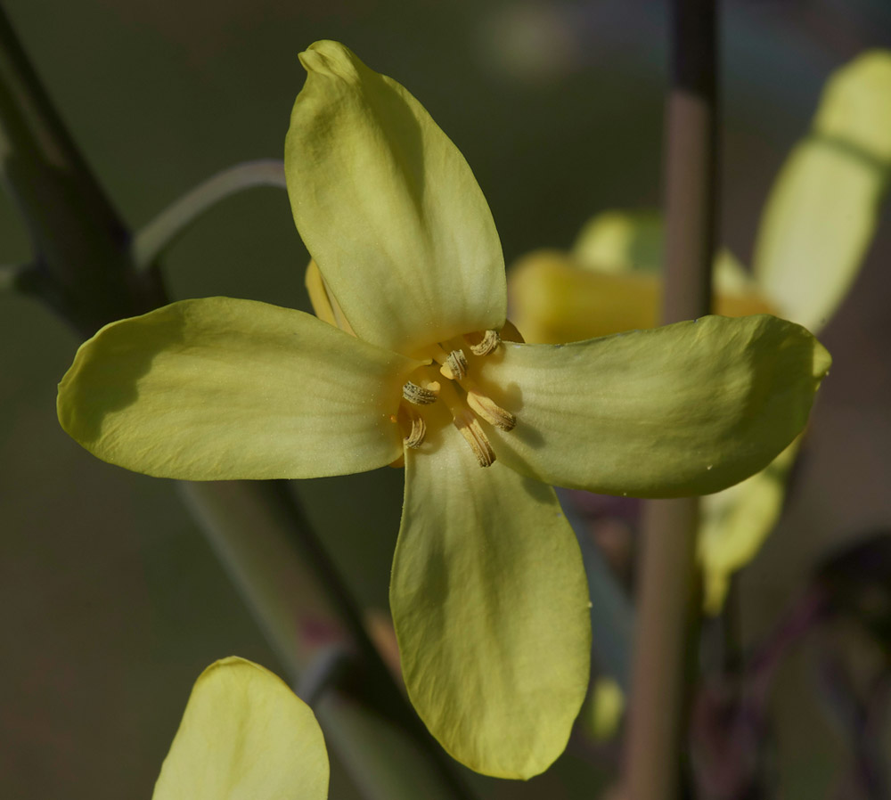 WildCabbage3004173