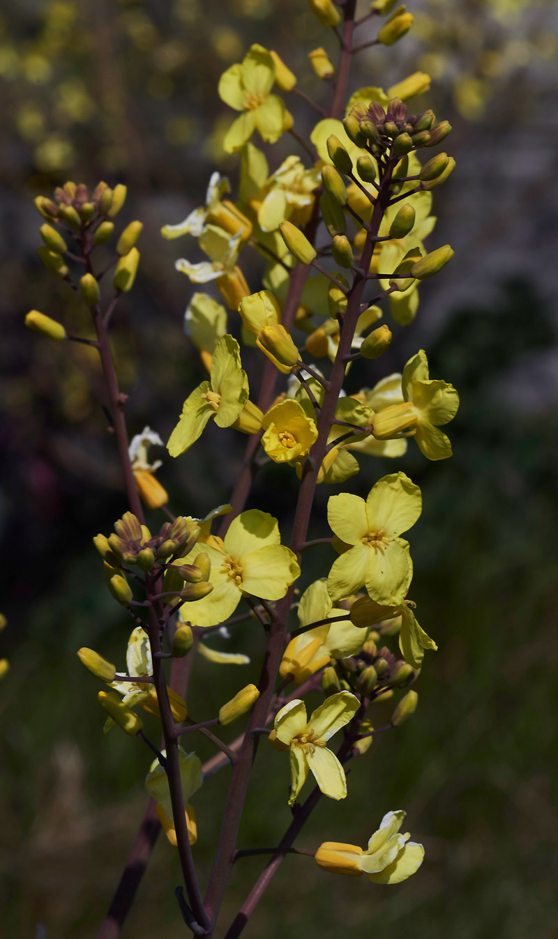 WildCabbage3004175