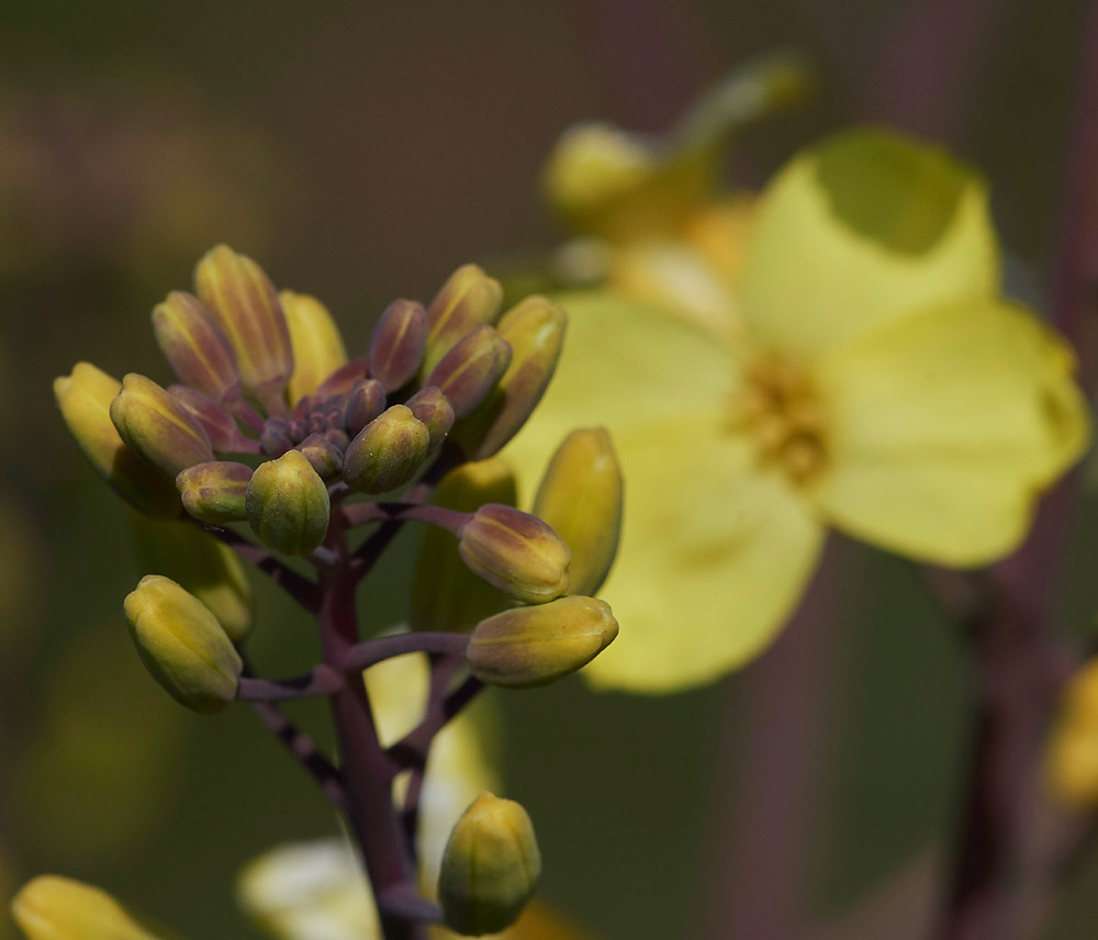 WildCabbage3004176