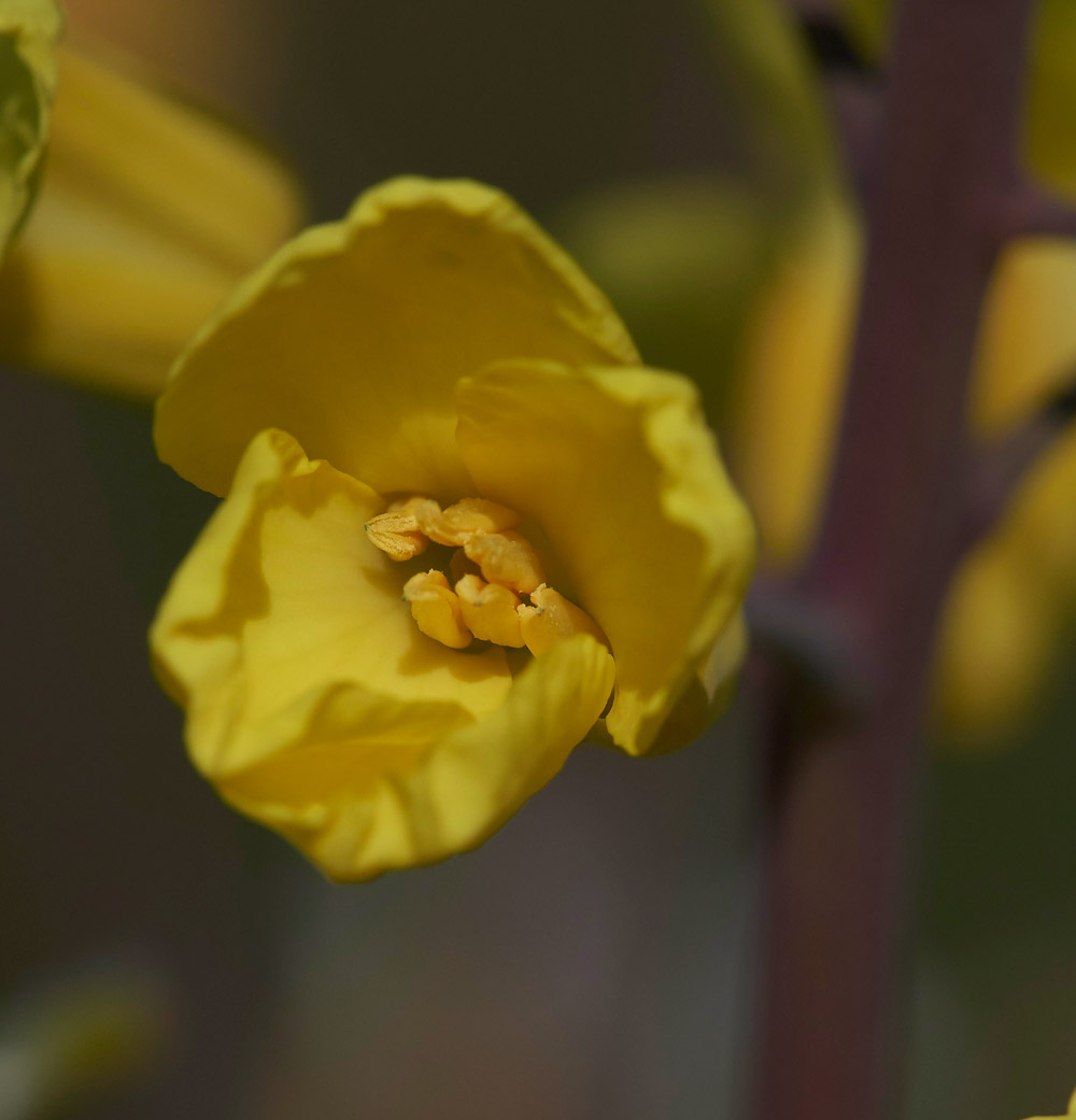 WildCabbage3004177