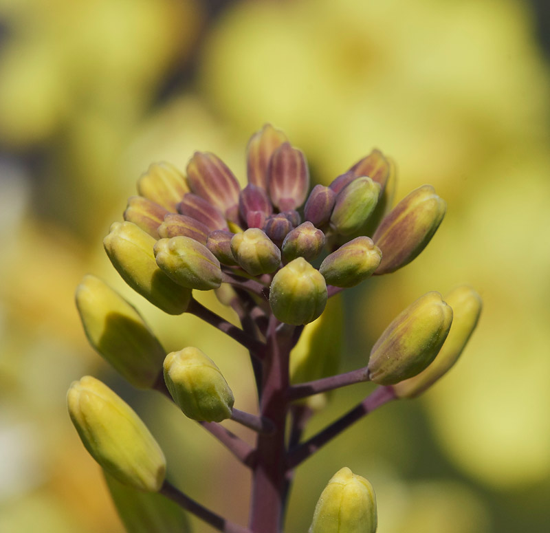 WildCabbage3004178