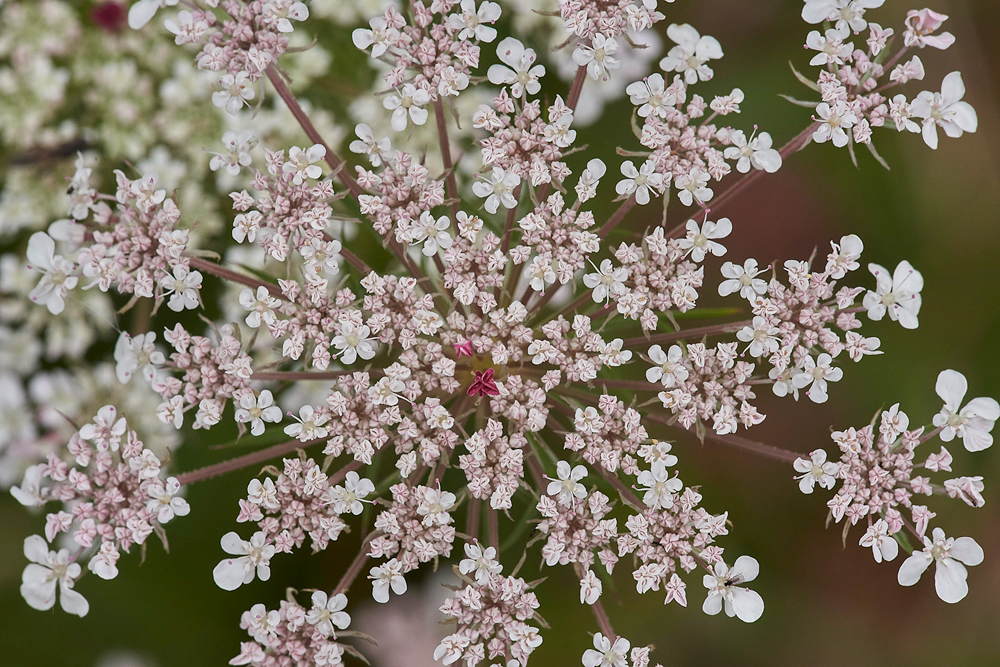 WildCarrot160717-3