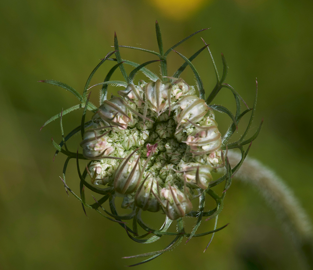 WildCarrot260617-1