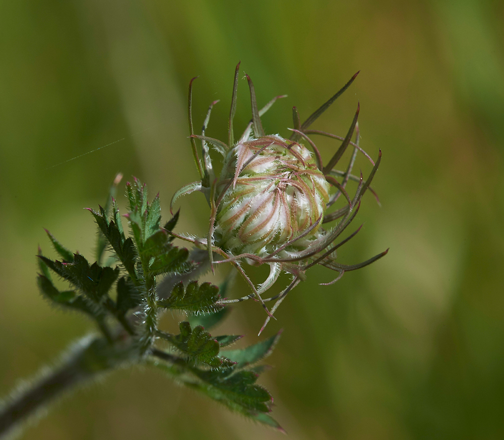 WildCarrot260617-2