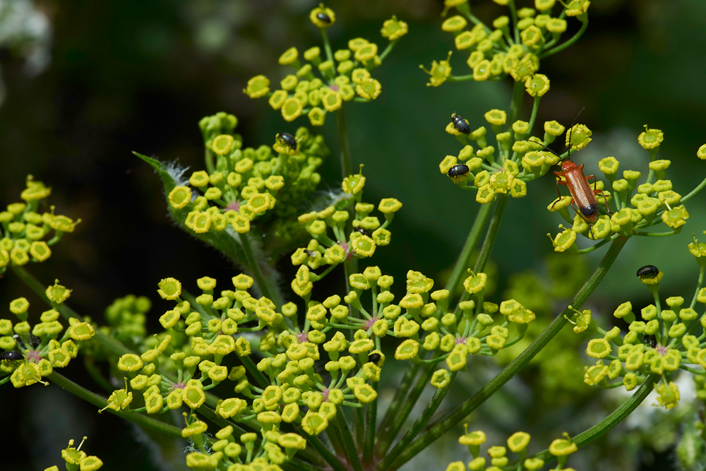 WildParsnip260617-1