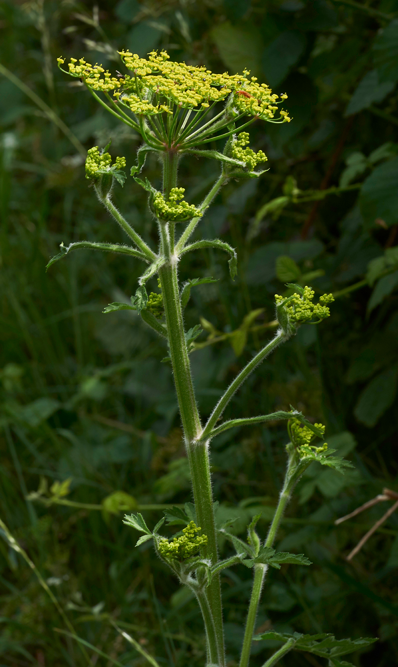 WildParsnip260617-2