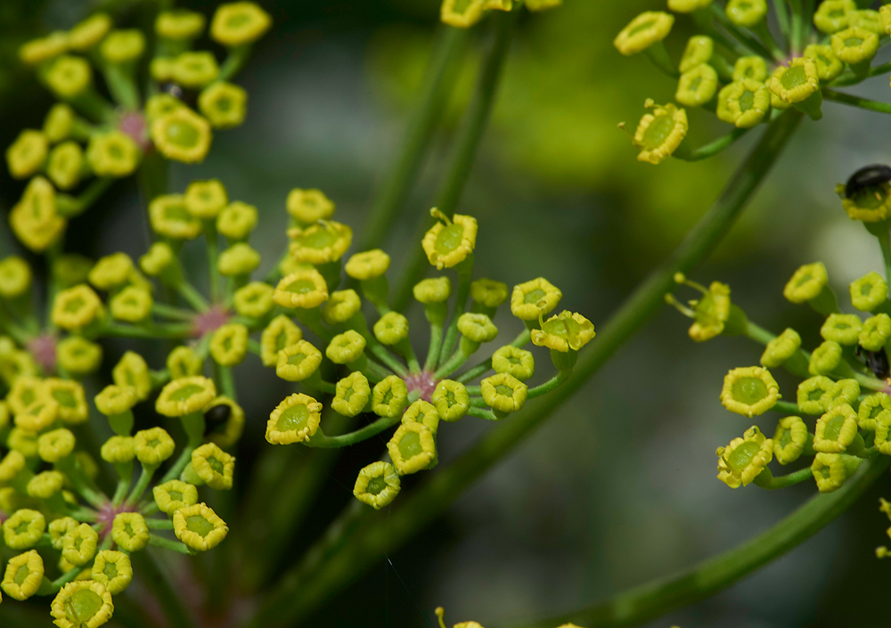 WildParsnip260617-3