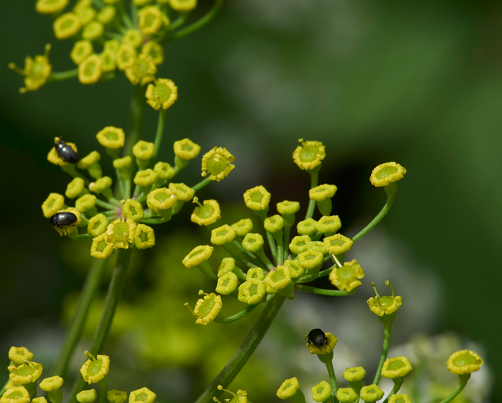 WildParsnip260617-4