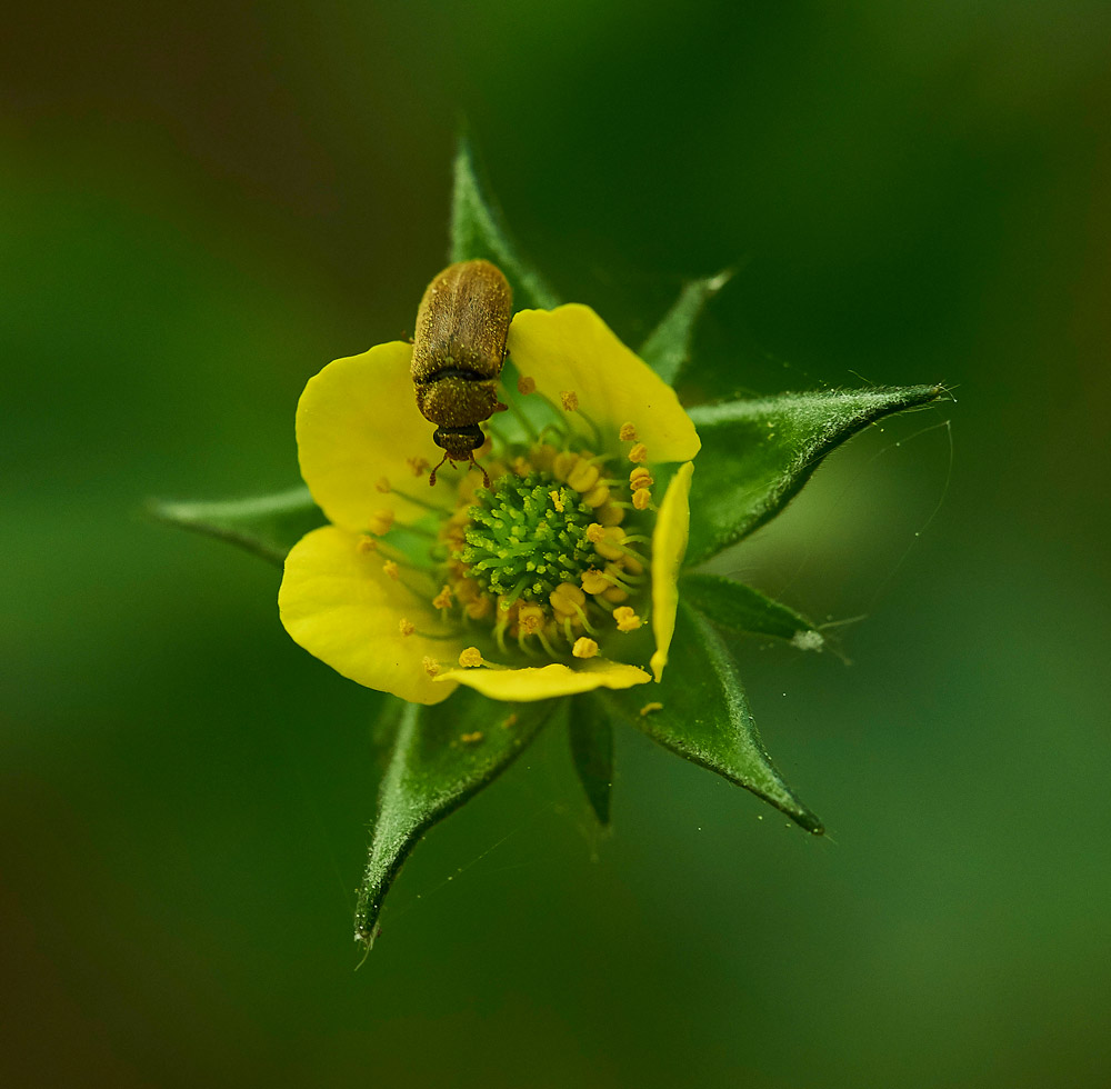 WoodAvens2540517-2