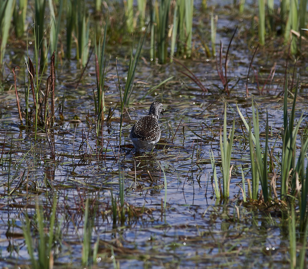 WoodSandpiper05171