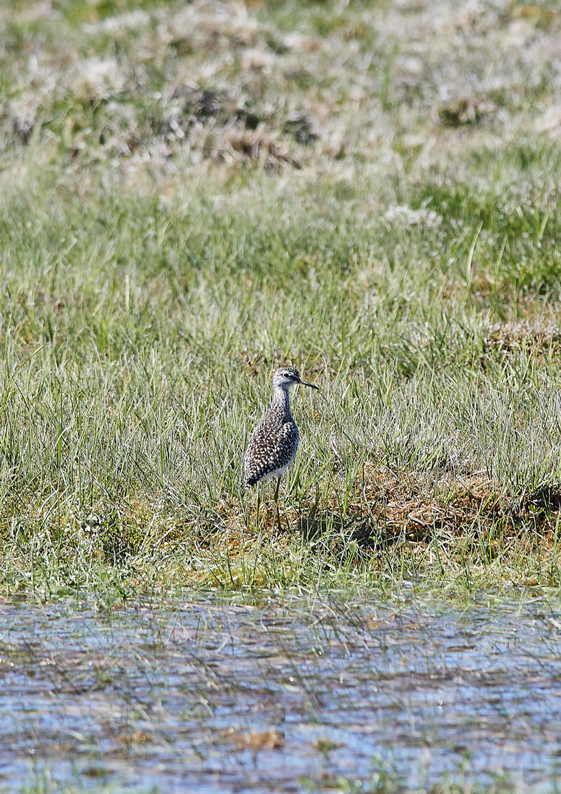 WoodSandpiper05172