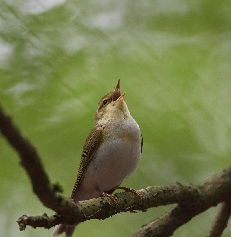 WoodWarbler020617-1