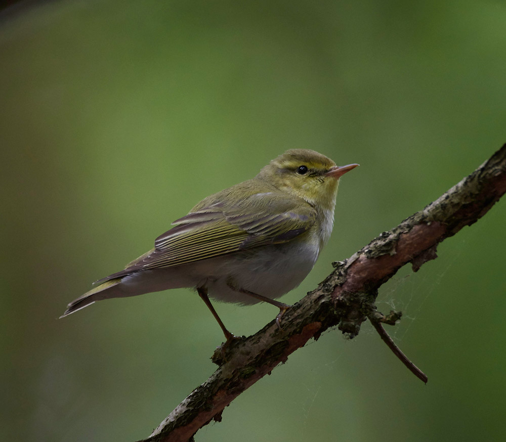 WoodWarbler020617-10