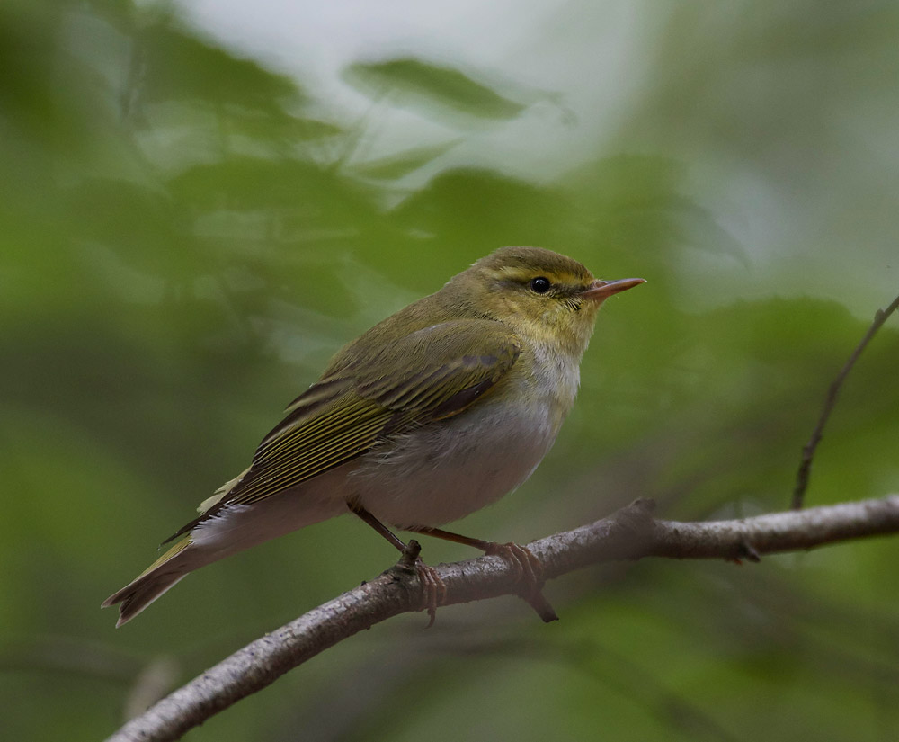 WoodWarbler020617-11