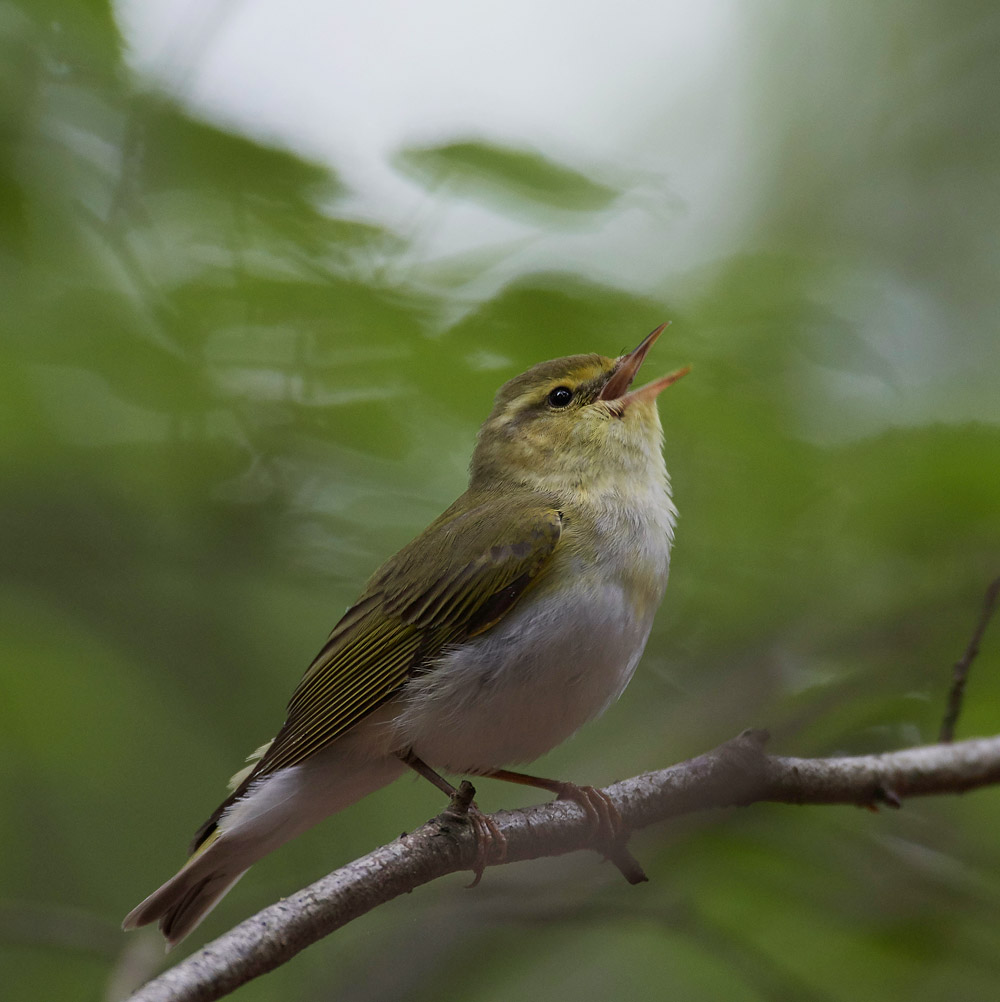 WoodWarbler020617-12