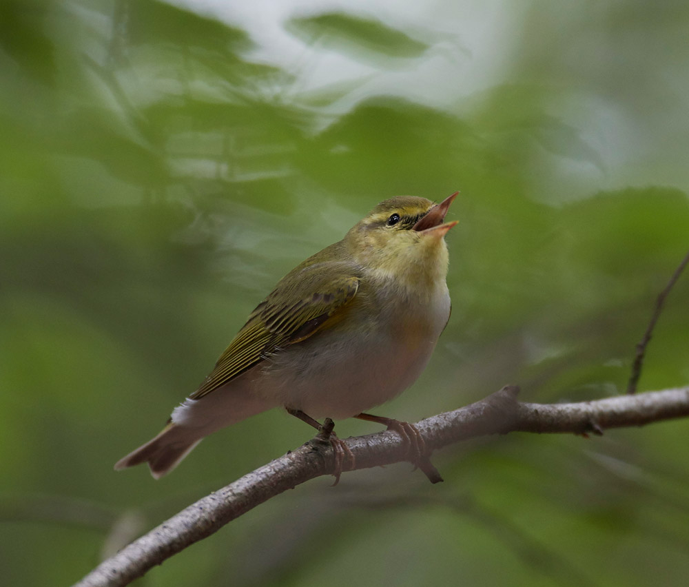 WoodWarbler020617-13