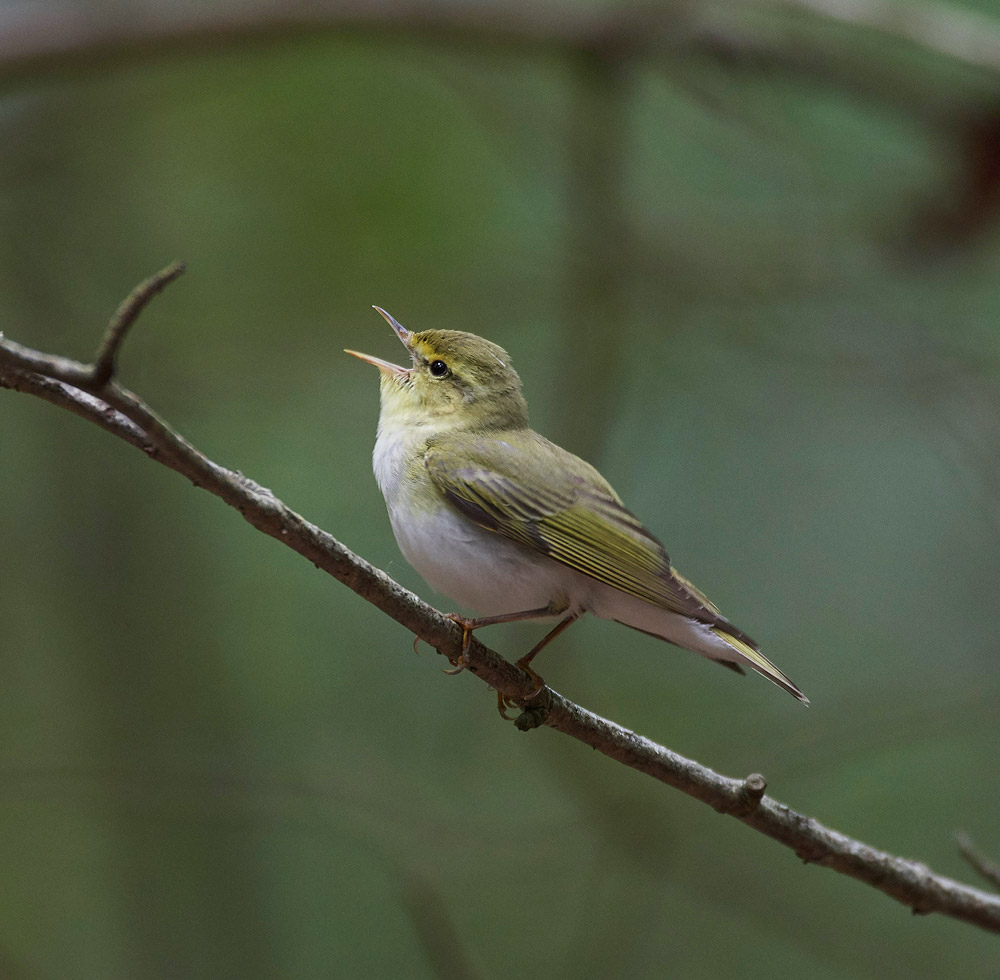 WoodWarbler020617-14