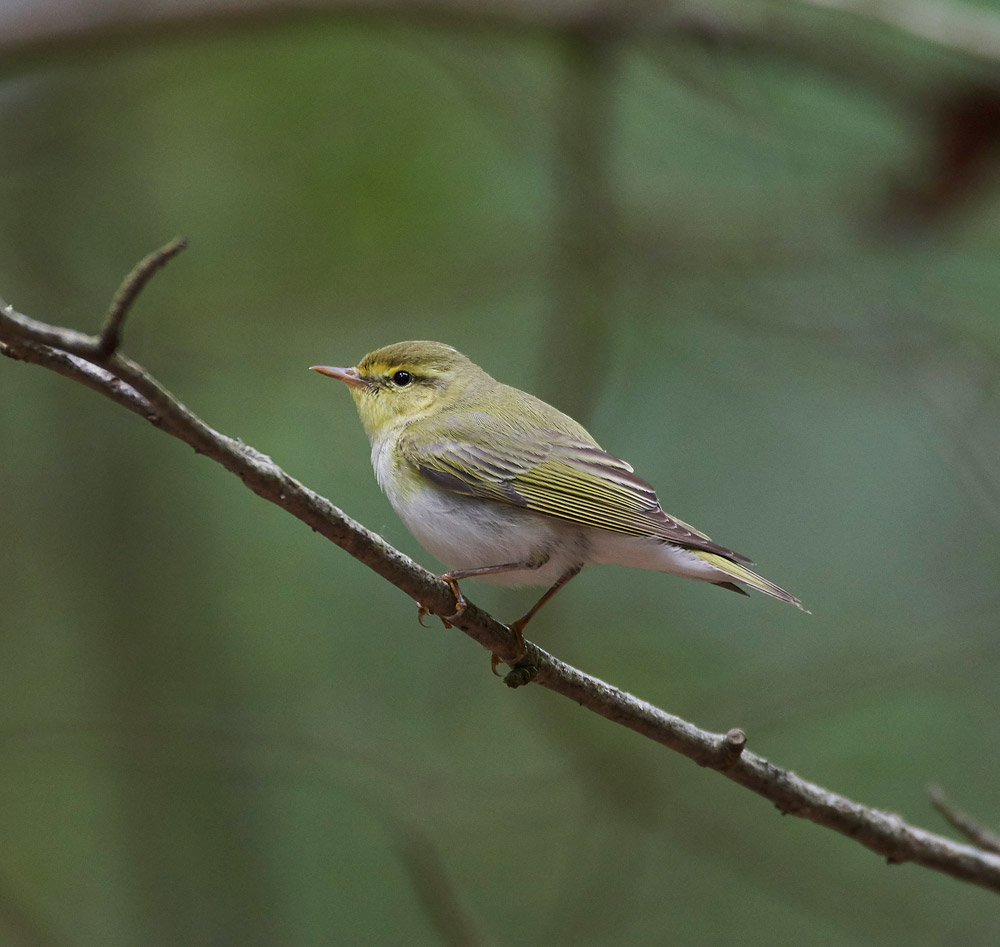 WoodWarbler020617-15