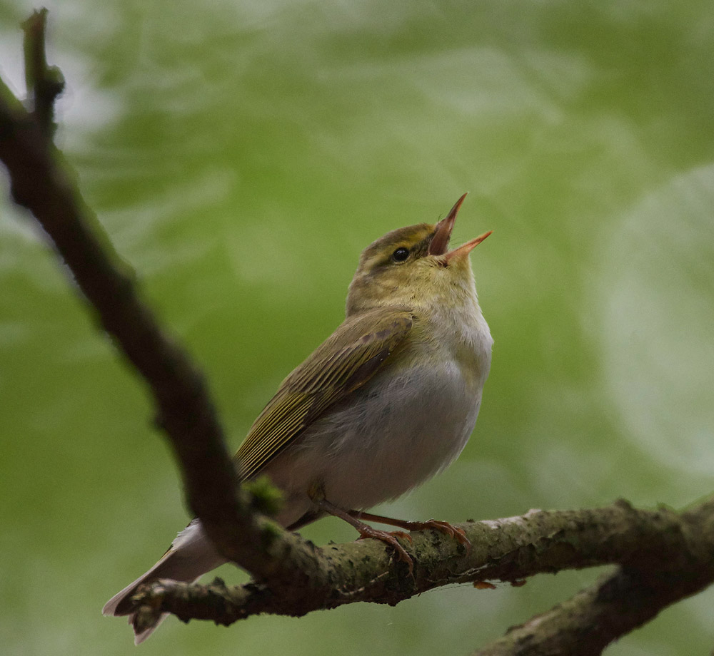 WoodWarbler020617-16