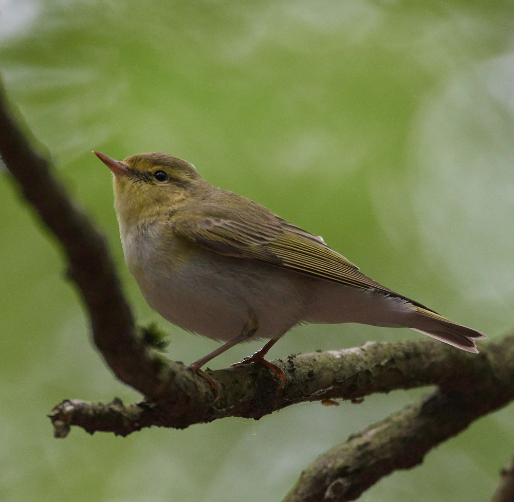 WoodWarbler020617-17