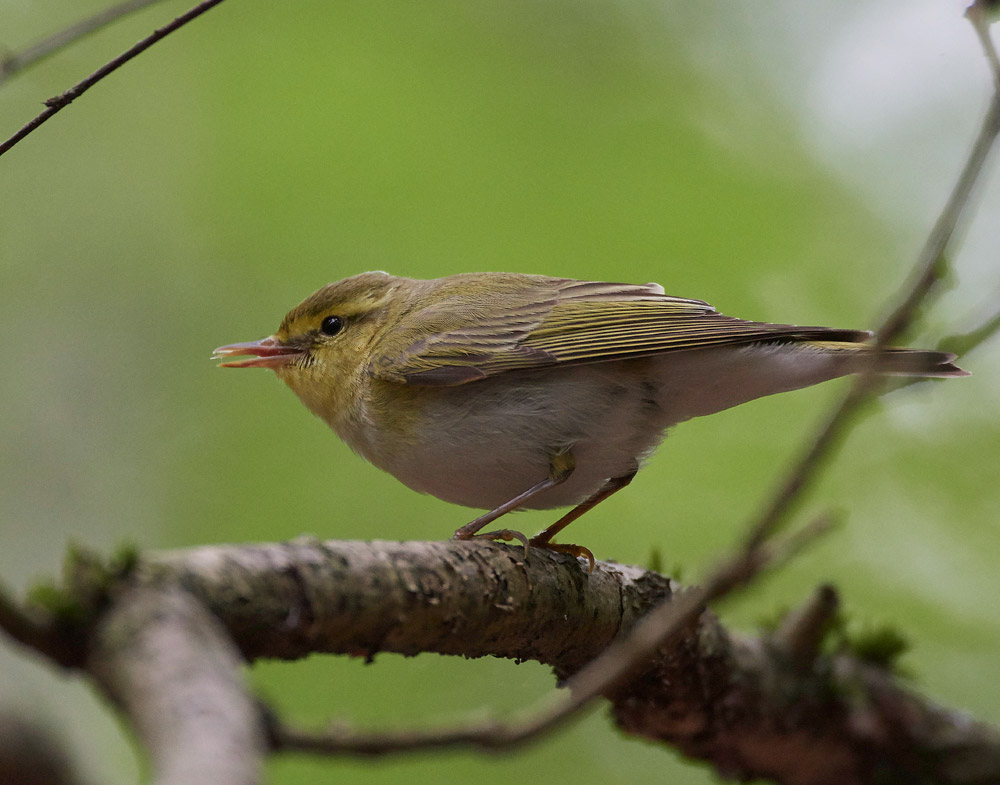 WoodWarbler020617-18