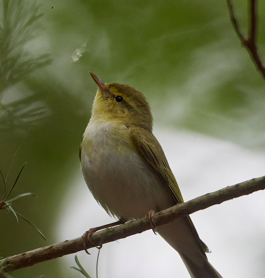 WoodWarbler020617-19