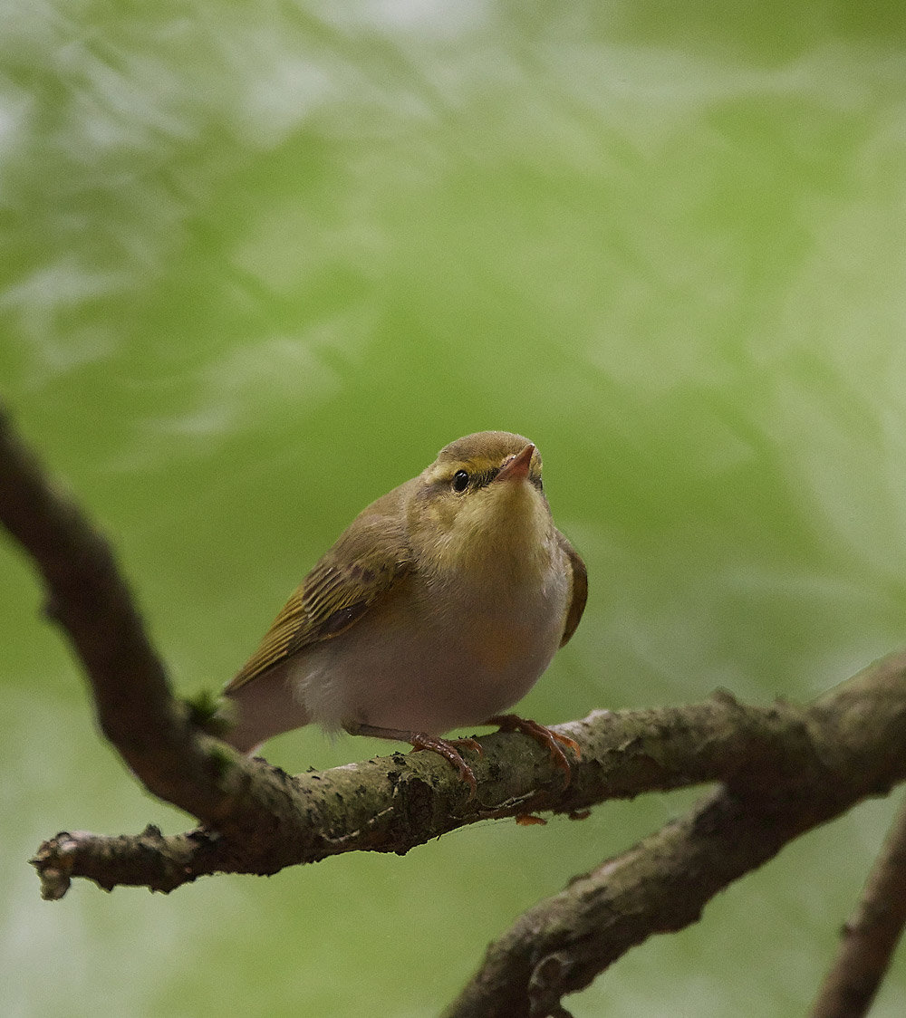 WoodWarbler020617-2