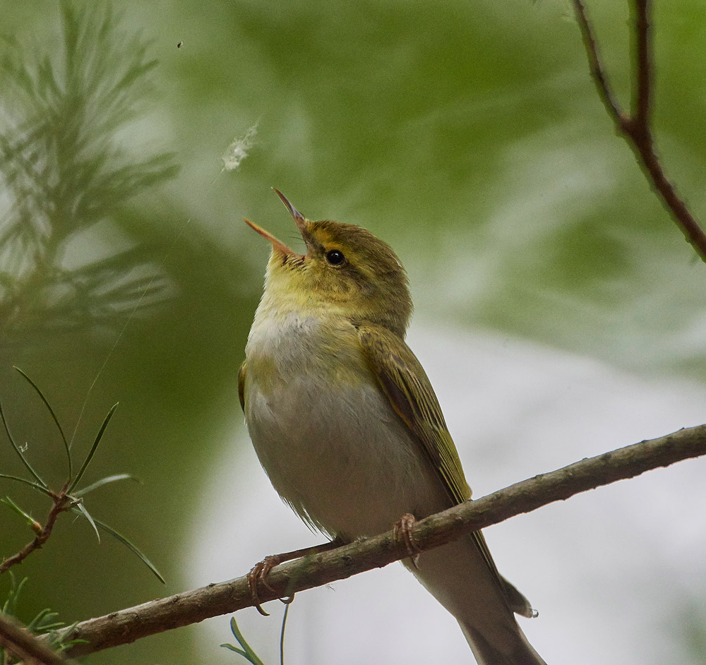 WoodWarbler020617-20