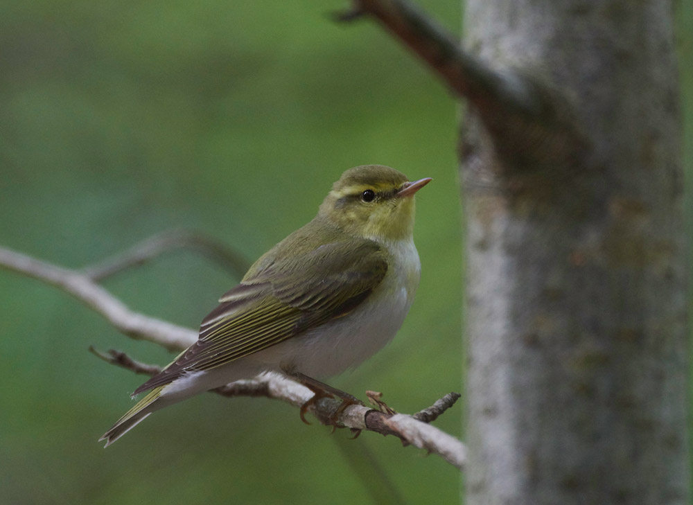 WoodWarbler020617-21