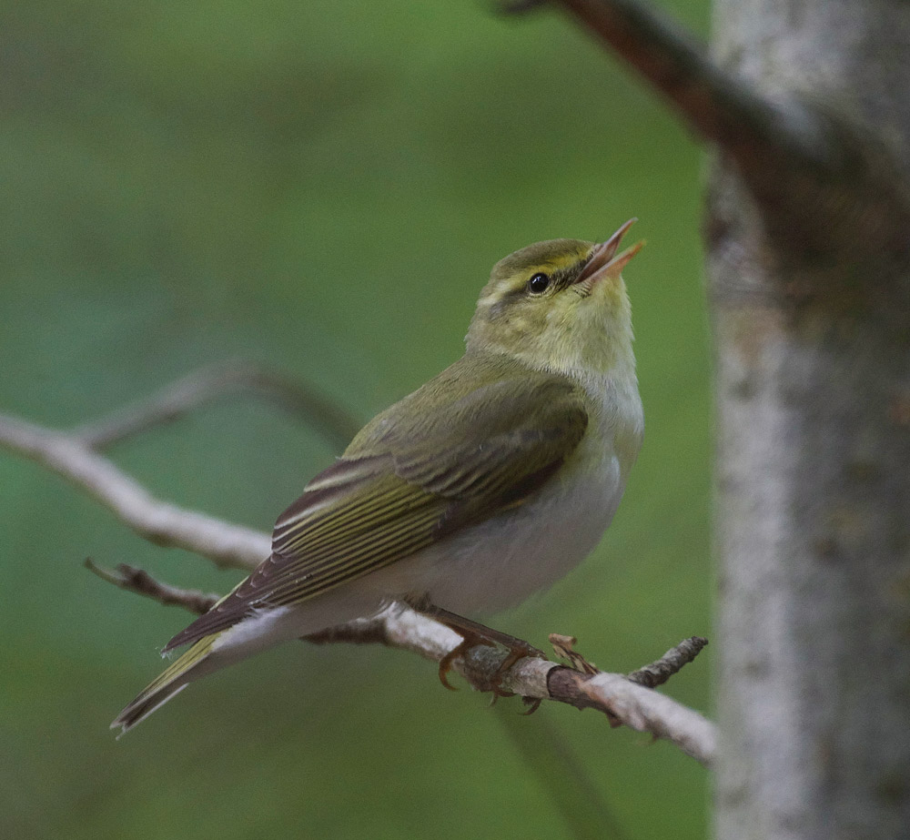 WoodWarbler020617-22