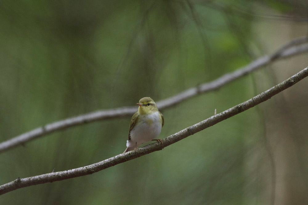 WoodWarbler020617-23