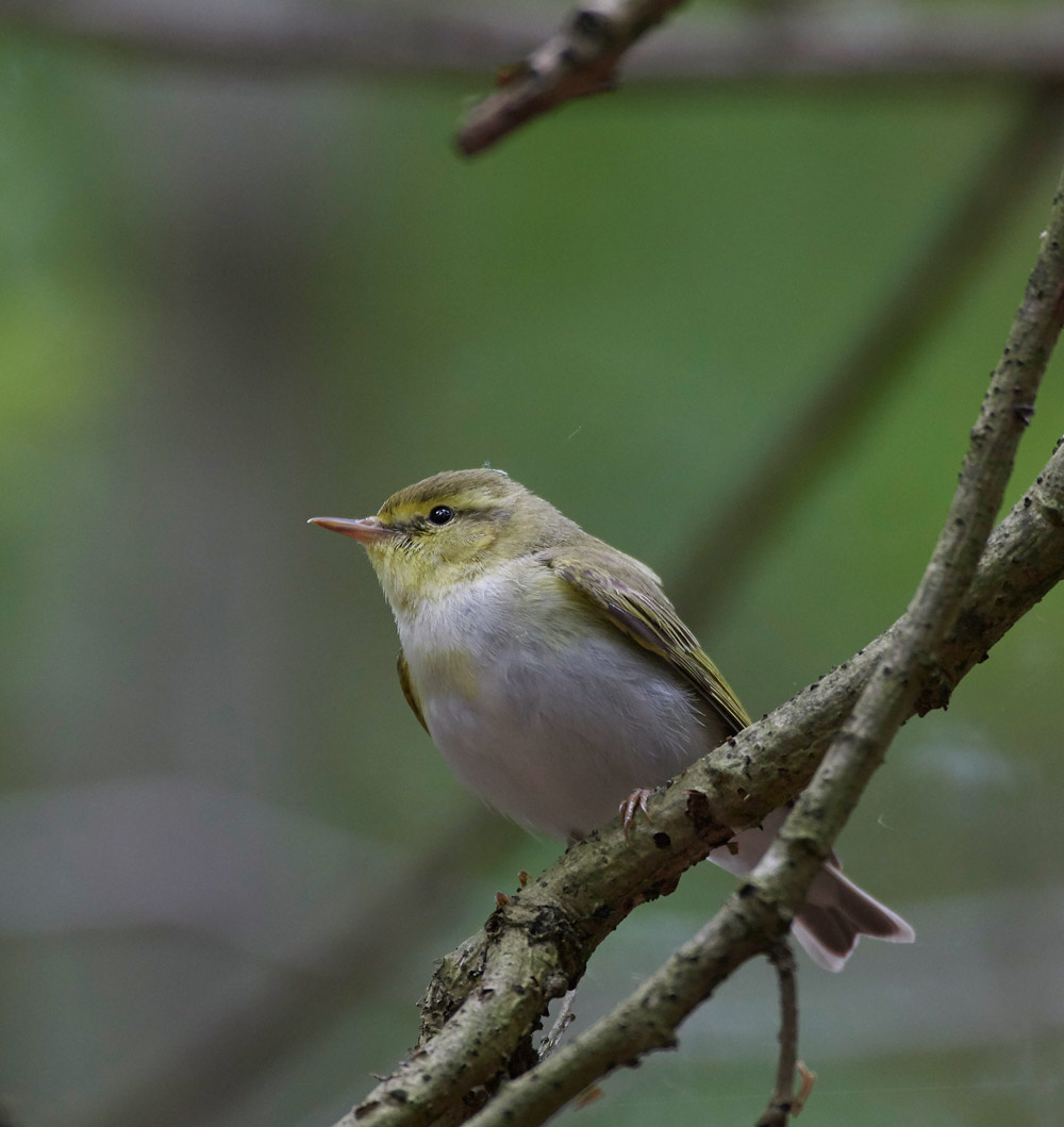 WoodWarbler020617-3