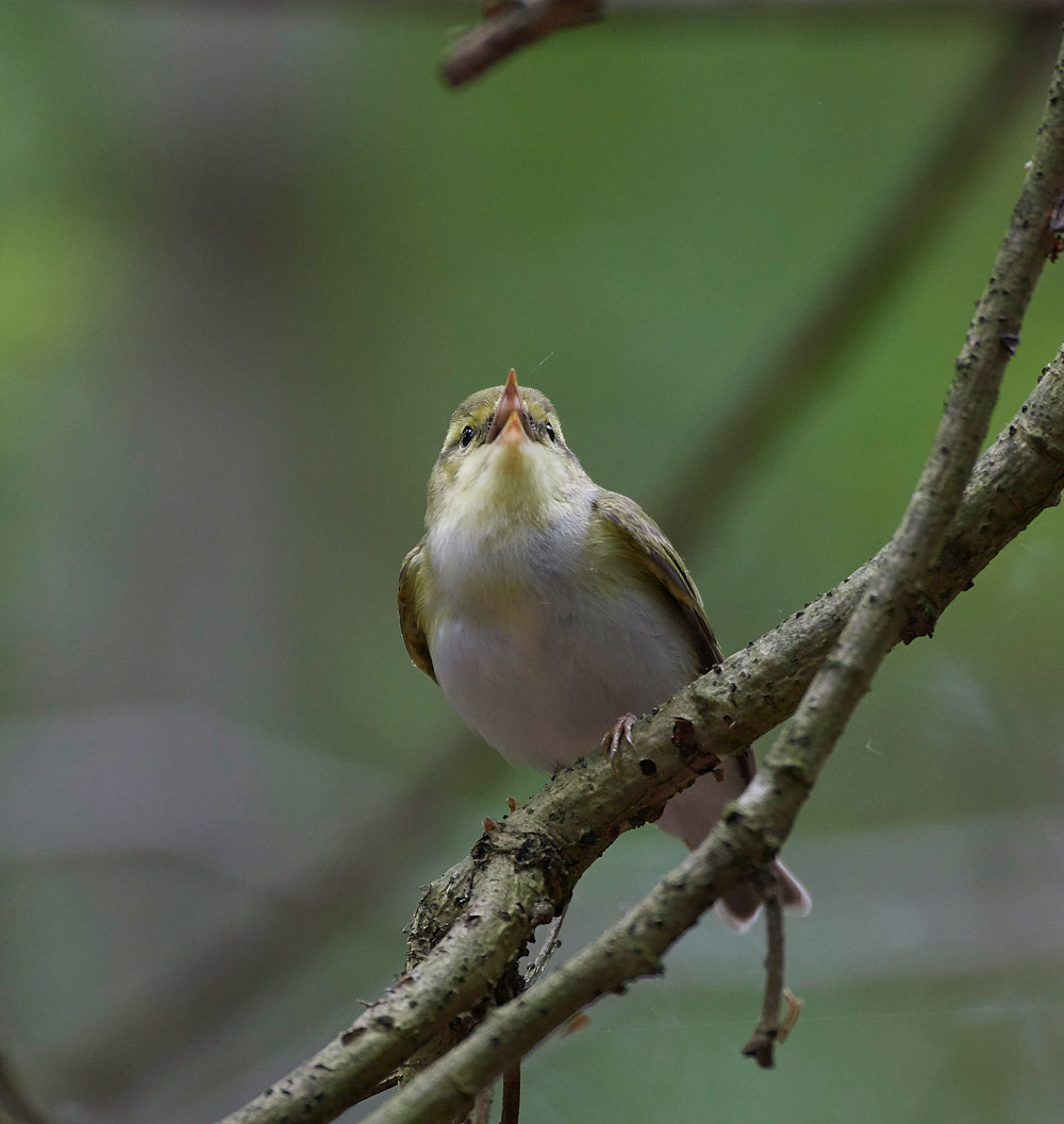 WoodWarbler020617-4